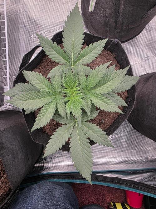 1st grow. Week 3 - Day 21 