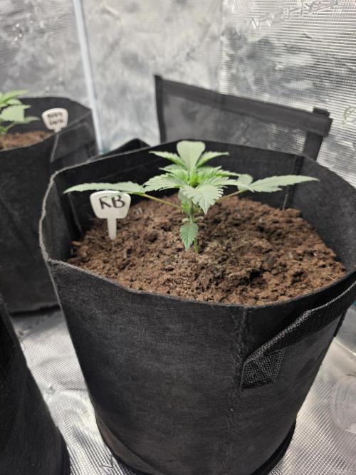 1st grow. Week 3 - Day 18