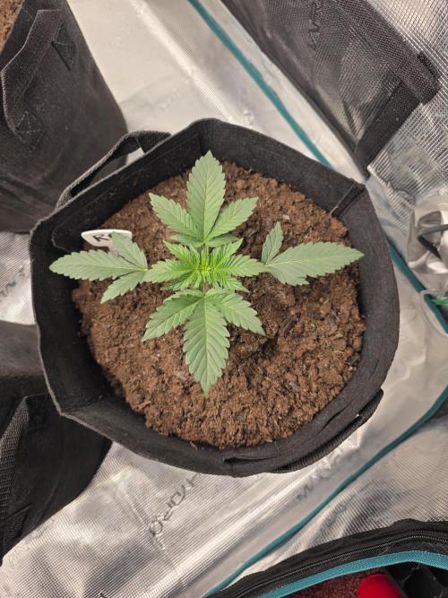 1st grow. Week 3 - Day 18