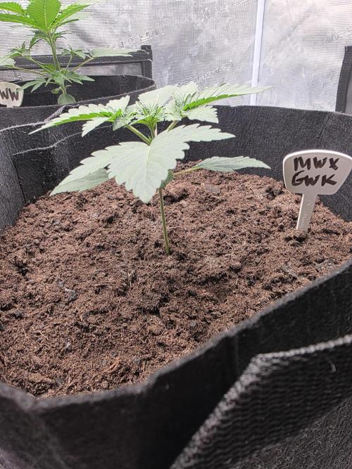 1st grow. Week 3 - Day 14