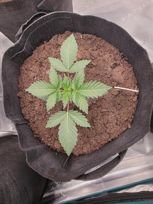 1st grow. Week 3 - Day 14