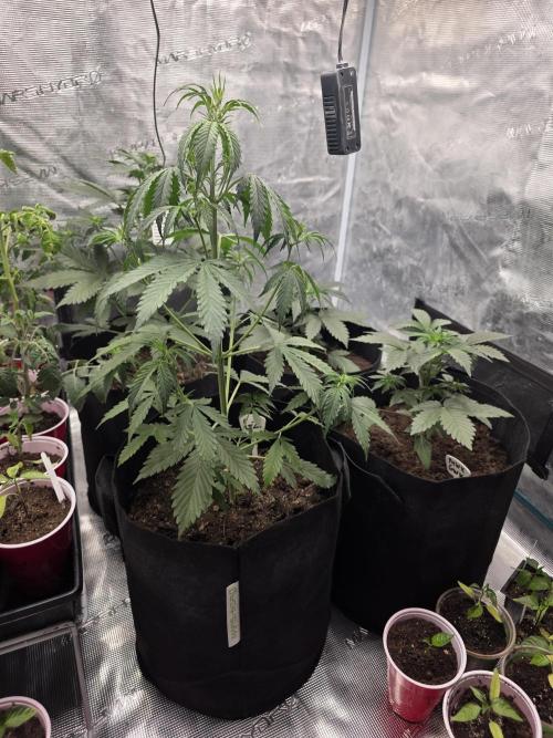 1st grow. Week 4 - Day 28 droopy from needing water 