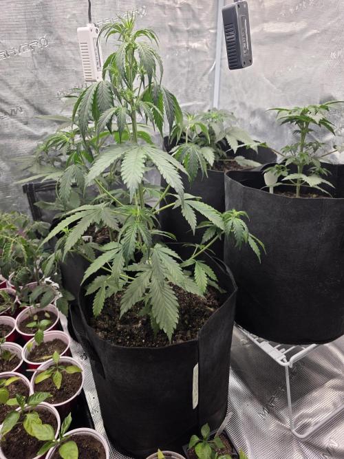 1st grow. Week 4