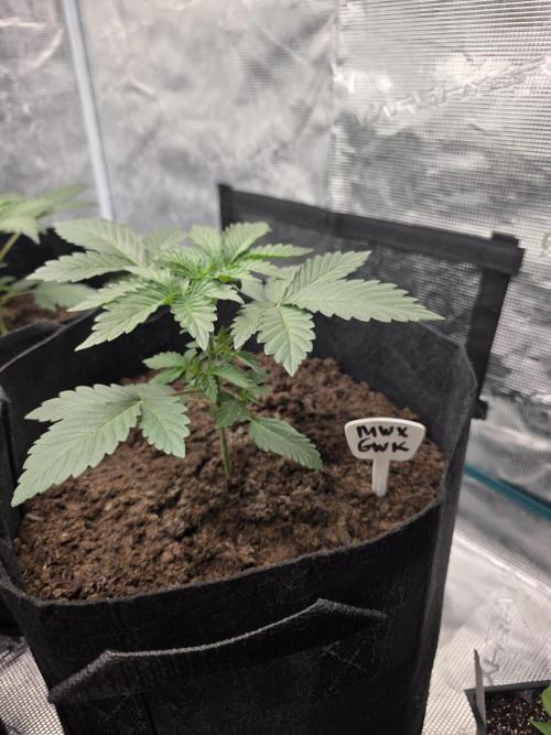 1st grow. Week 4