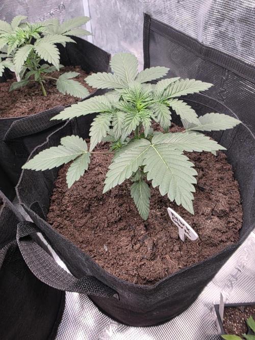1st grow. Week 4