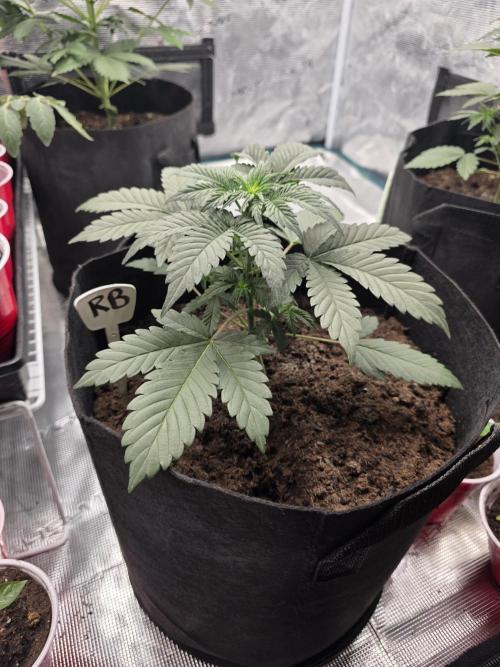1st grow. Week 4