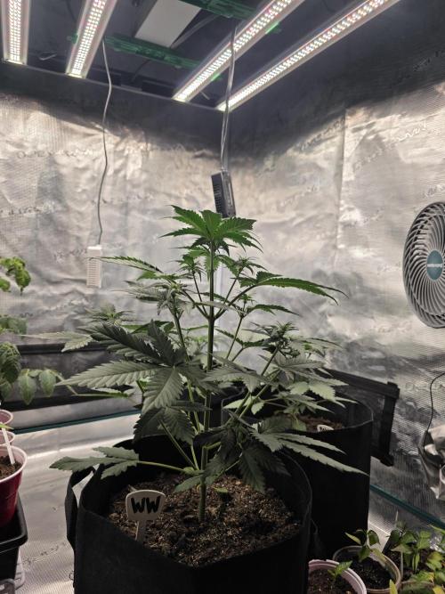 1st grow. Week 4