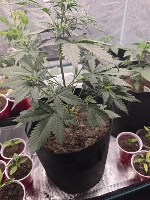 1st grow. Week 4