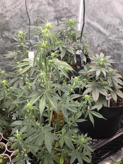 1st grow. Week 5