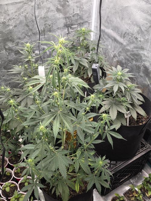 1st grow. Week 5