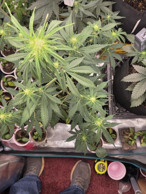 1st grow. Week 5