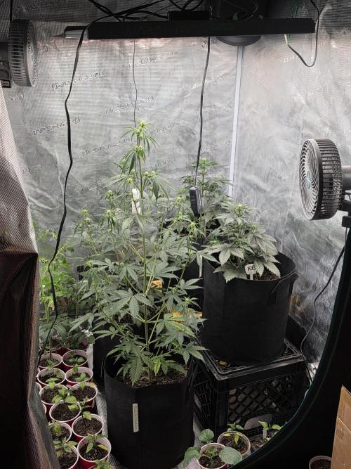 1st grow. Week 5