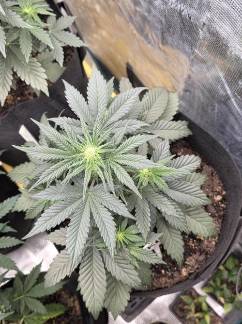 1st grow. Week 5