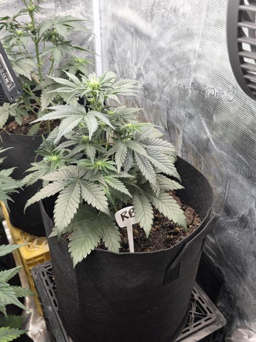 1st grow. Week 5
