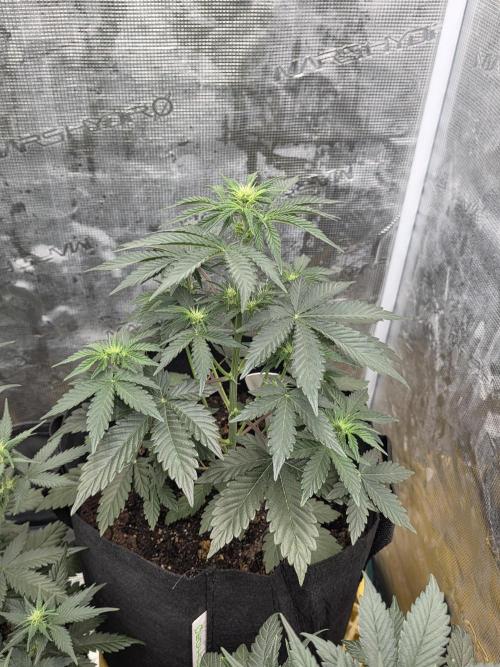 1st grow. Week 5