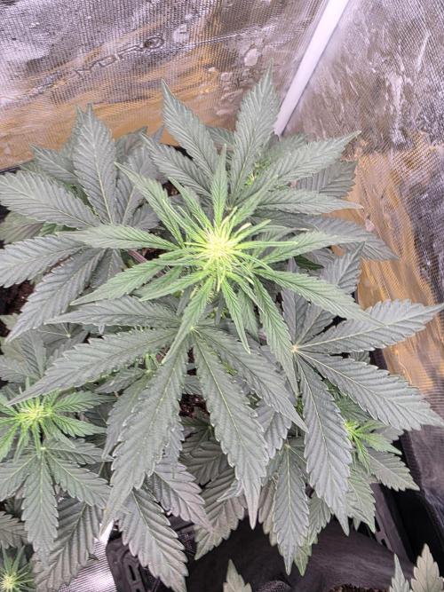 1st grow. Week 5
