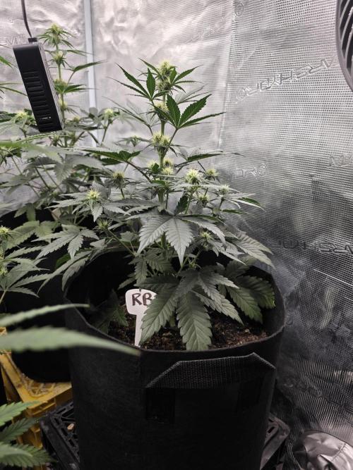 1st grow. Week 6 - Day 38