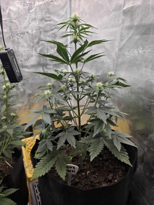 1st grow. Week 6 - Day 35