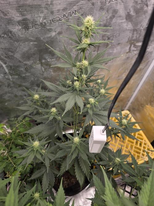 1st grow. Week 6 - Day 42 white widow 