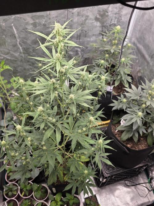 1st grow. Week 6 - Day 42 gorilla z 39 inch tall