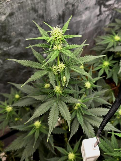1st grow. Week 6