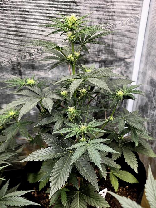 1st grow. Week 6