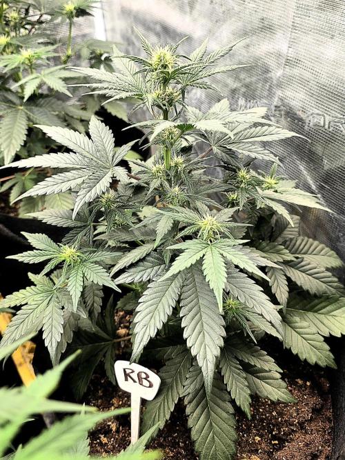 1st grow. Week 6