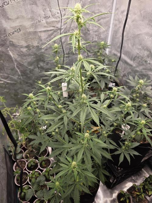 1st grow. Week 6