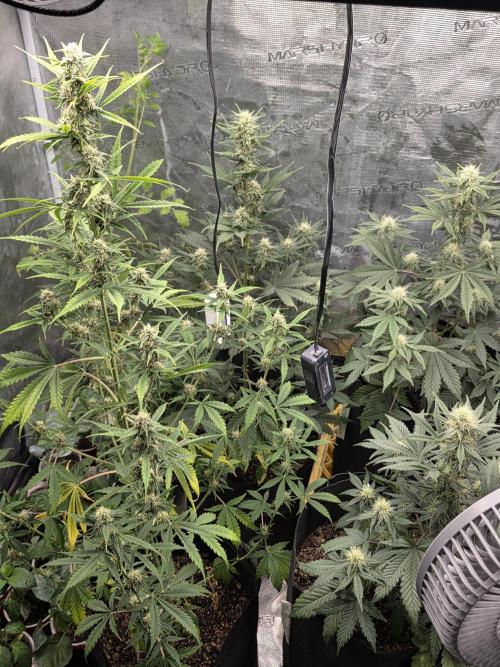 1st grow. Week 7