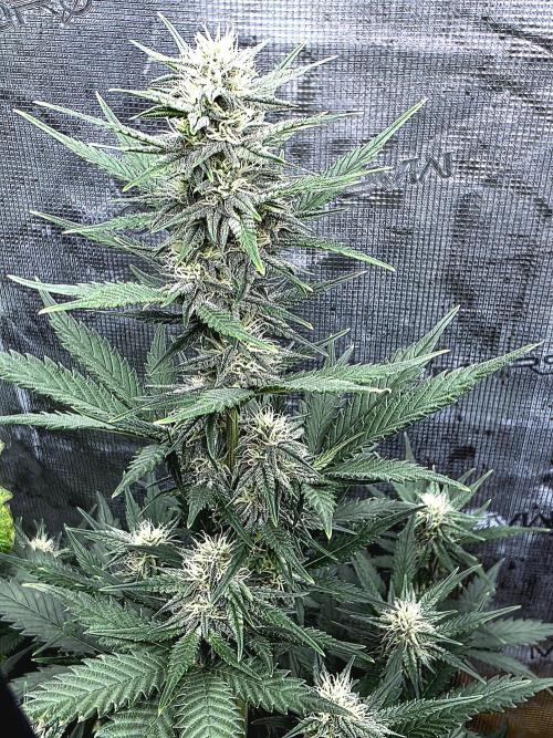 1st grow. Week 7