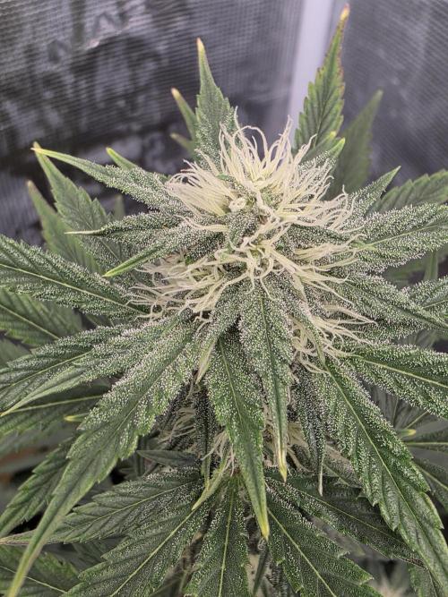 1st grow. Week 7