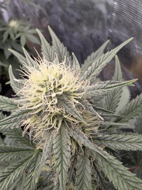 1st grow. Week 7