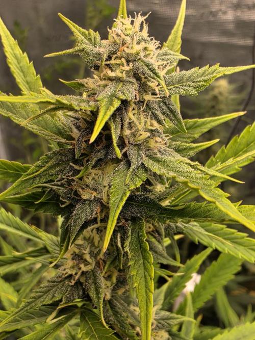 1st grow. Week 7