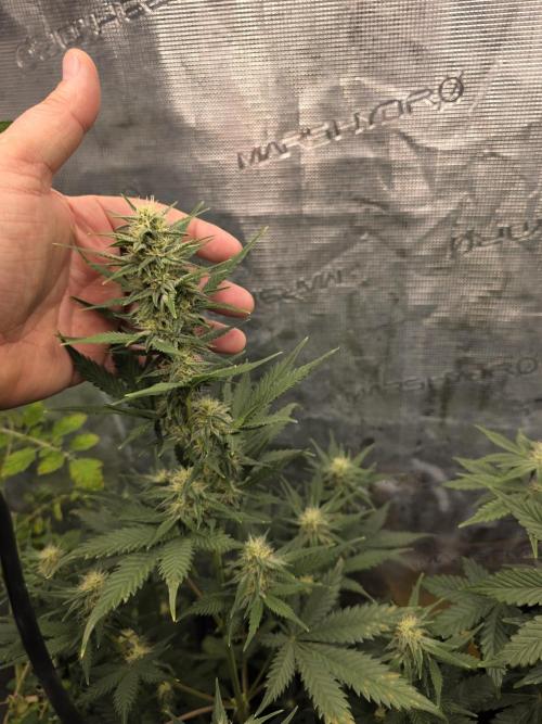 1st grow. Week 7