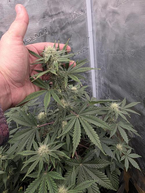 1st grow. Week 7
