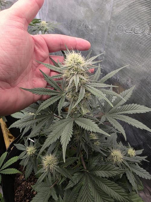 1st grow. Week 7
