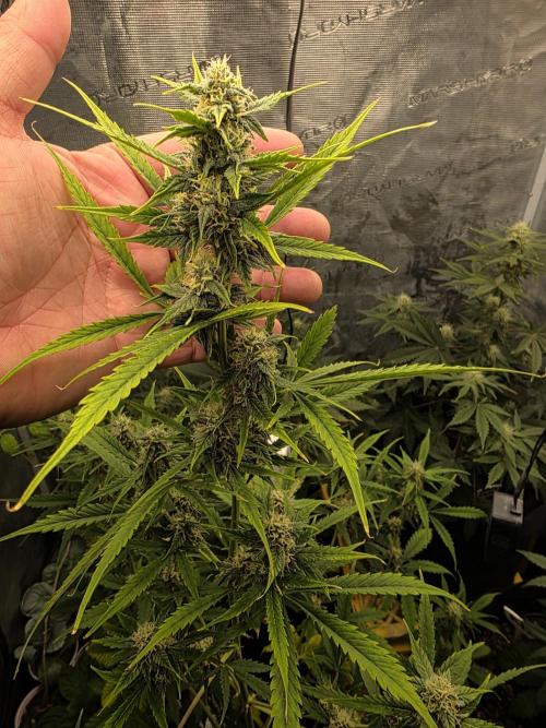 1st grow. Week 7