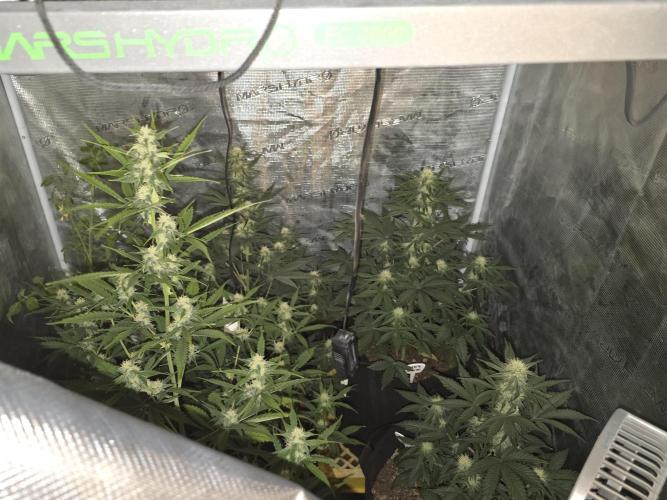 1st grow. Week 7