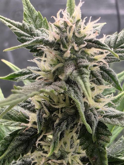 1st grow. Week 7