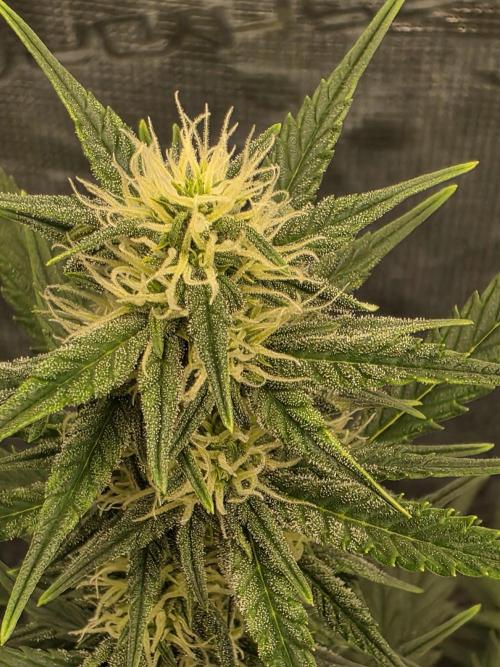 1st grow. Week 7