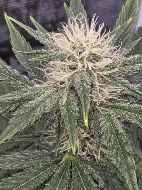 1st grow. Week 7