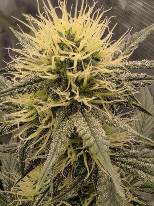 1st grow. Week 7