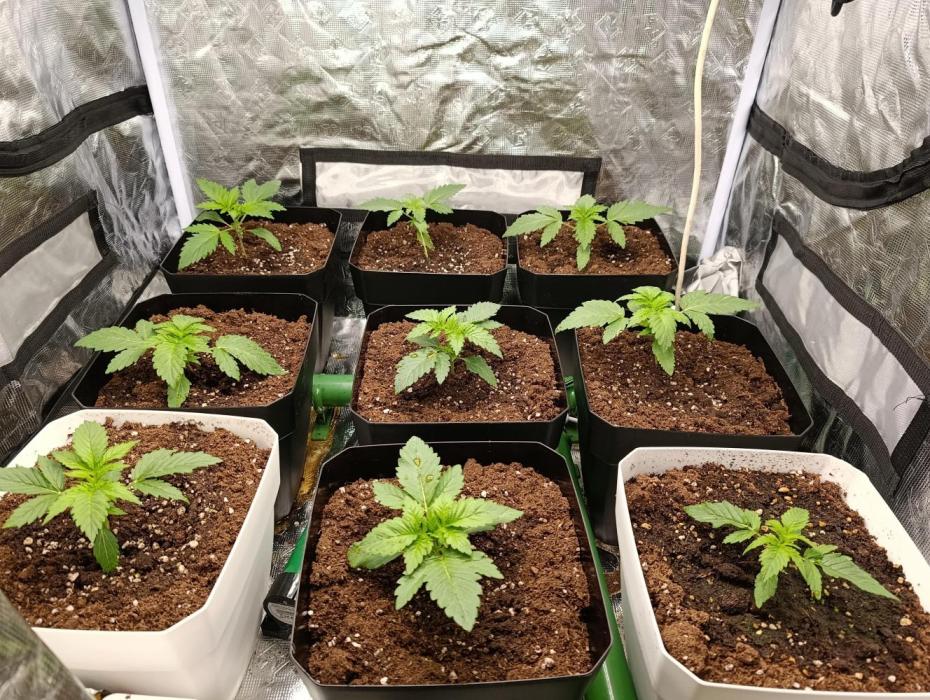 Tras 20 años de retiro, vuelvo a nacer. Week 1 - Con siete días de vida 