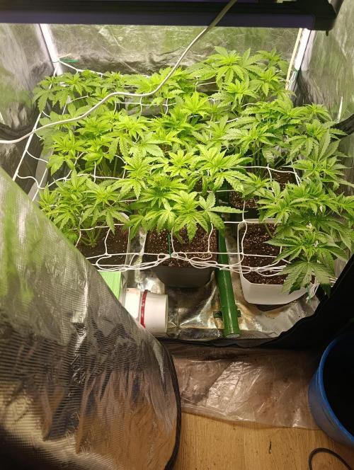 Tras 20 años de retiro, vuelvo a nacer. Week 2 - Segunda semana y algún exceso de fertilizantes, hace que no estén como deberían