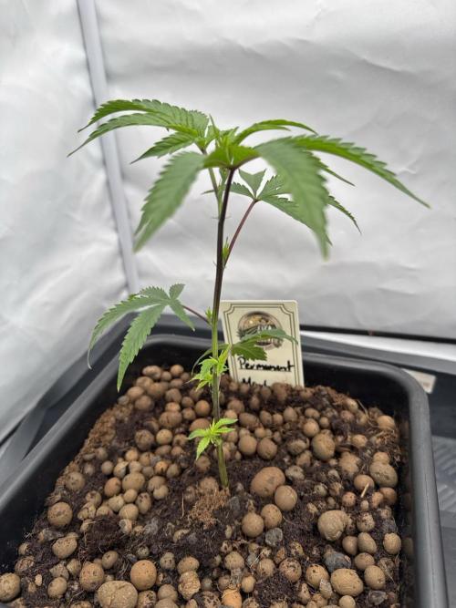 Hanfkultur HN Test 26. Week 1 - Permanent Marker - Seed Junky - Doja Cut, Day 2 after potting 