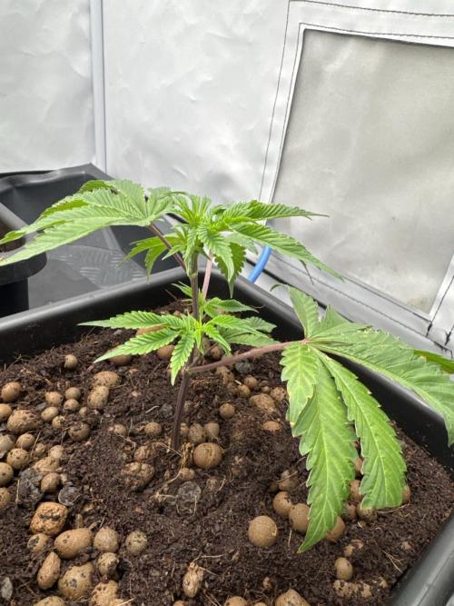 Hanfkultur HN Test 26. Week 1 - Super Buff Cherry #26 - GMFG -GMLS Cut, Day 2 after potting