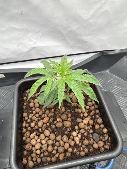 Hanfkultur HN Test 26. Week 1 - MAC1 - Capulator Cut, Day 2 after potting