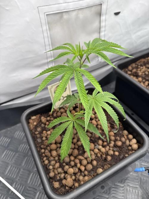 Cap Junky | Clone Test 2026. Week 1 - Tag 2 nach einsetzen