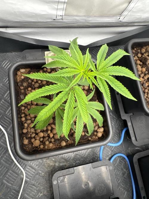 Cap Junky | Clone Test 2026. Week 1 - Tag 2 nach einsetzen