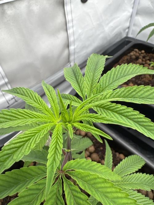 Cap Junky | Clone Test 2026. Week 1 - Tag 2 nach einsetzen